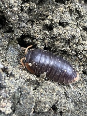 Scleropactidae