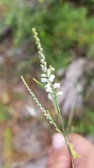 Polygonella