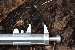 Pseudoplectania nigrella