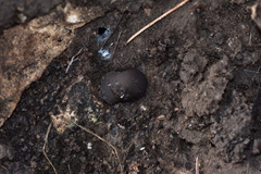 Pseudoplectania nigrella