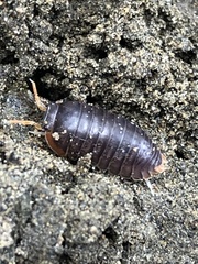 Scleropactidae