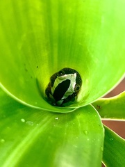 Afrixalus fornasini