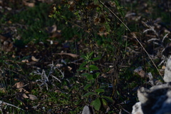 Pentanema squarrosum