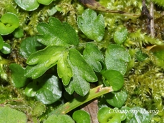 Elatostema obtusum trilobulatum