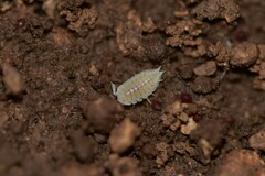 Platyarthrus hoffmannseggii