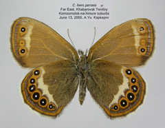 Coenonympha hero