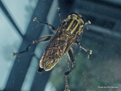 Orthoprosopa bilineata