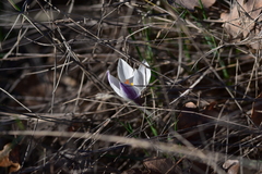Crocus weldenii