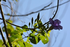 Ipomoea lindenii