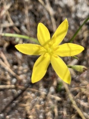 Hypoxis juncea