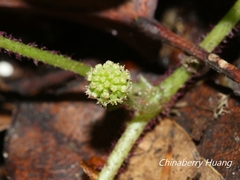 Hydrocotyle setulosa