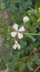 Raphanus raphanistrum