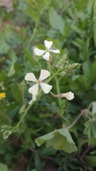 Raphanus raphanistrum