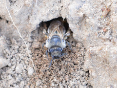 Colletes cunicularius