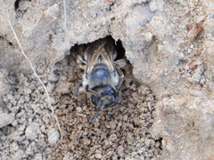 Colletes cunicularius