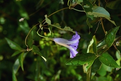 Ipomoea lindenii