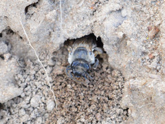 Colletes cunicularius