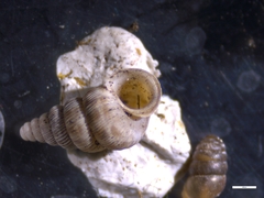 Cochlostoma septemspirale