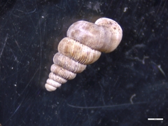 Cochlostoma septemspirale