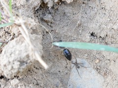 Colletes cunicularius