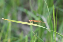 Platycnemis