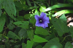 Ipomoea lindenii