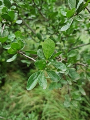 Ehretia rigida