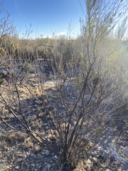 Vachellia vernicosa
