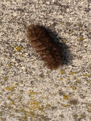 Phragmatobia