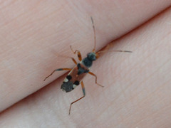 Beosus quadripunctatus