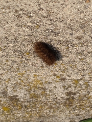 Phragmatobia