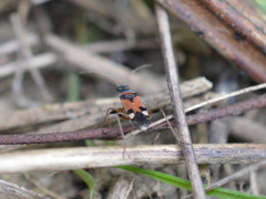 Beosus quadripunctatus