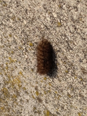 Phragmatobia