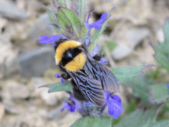 Bombus argillaceus