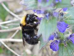 Bombus argillaceus
