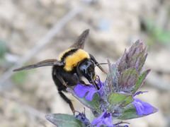 Bombus argillaceus