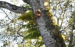 Drynaria quercifolia