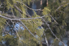 Thuja occidentalis