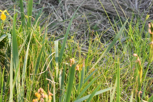 Carex scabrifolia iNat (2)