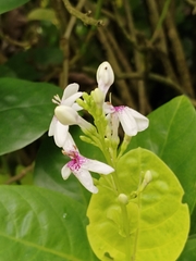 Pseuderanthemum maculatum