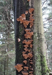 Phellinopsis conchata