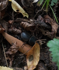 Apterodorcus bacchus