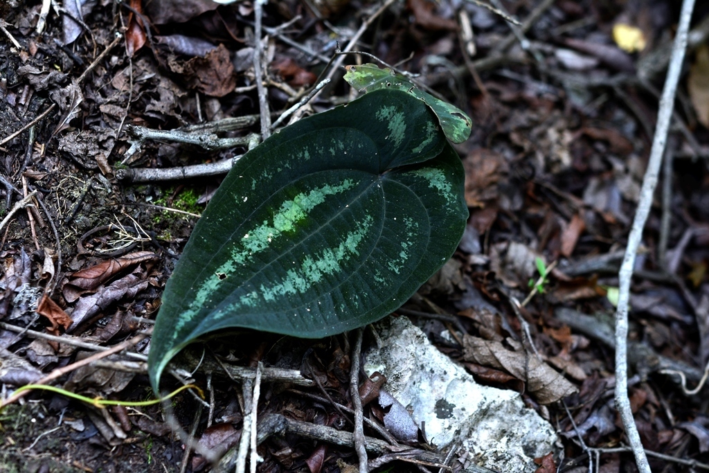 Dioscorea cyanisticta (Dioscorea cyanisticta)