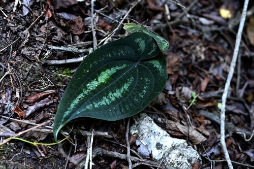 Dioscorea cyanisticta (Dioscorea cyanisticta)