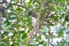 Hemixos castanonotus