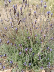Lavandula multifida
