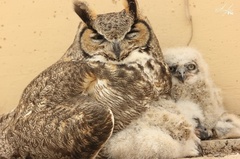Bubo