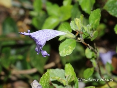 Strobilanthes rankanensis