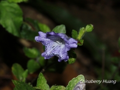Strobilanthes rankanensis