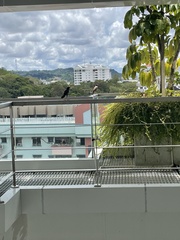 Acridotheres tristis